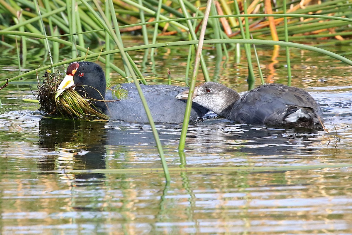 Slate-colored Coot - Phillip Edwards