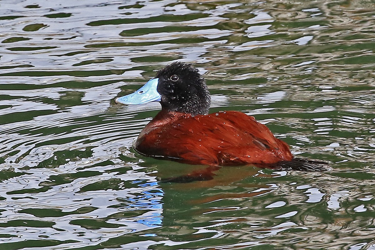 Andean Duck - Phillip Edwards