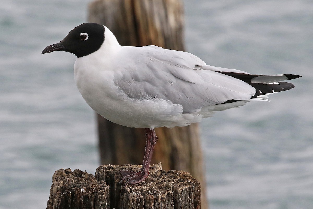 Andean Gull - Phillip Edwards