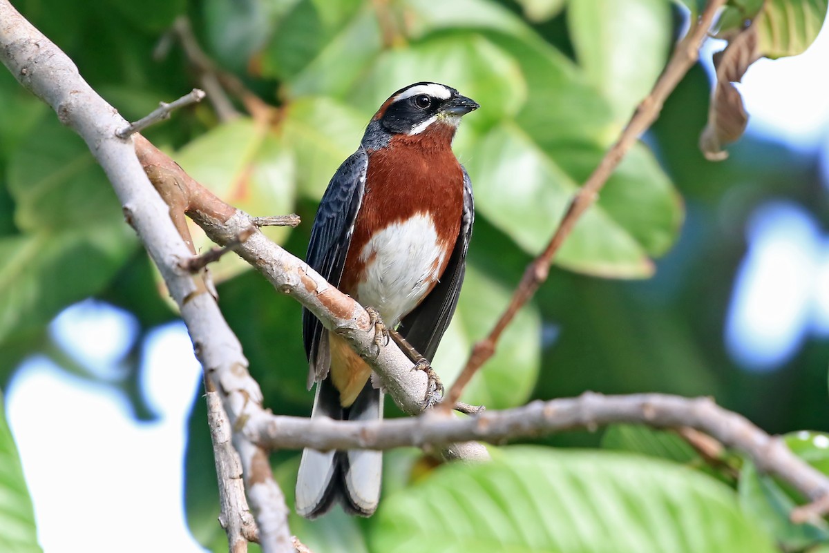 Black-and-chestnut Warbling Finch - ML204864931