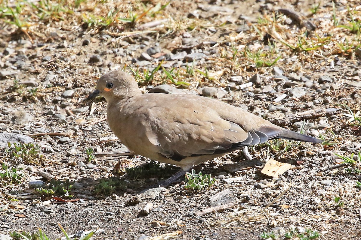 Black-winged Ground Dove - Phillip Edwards