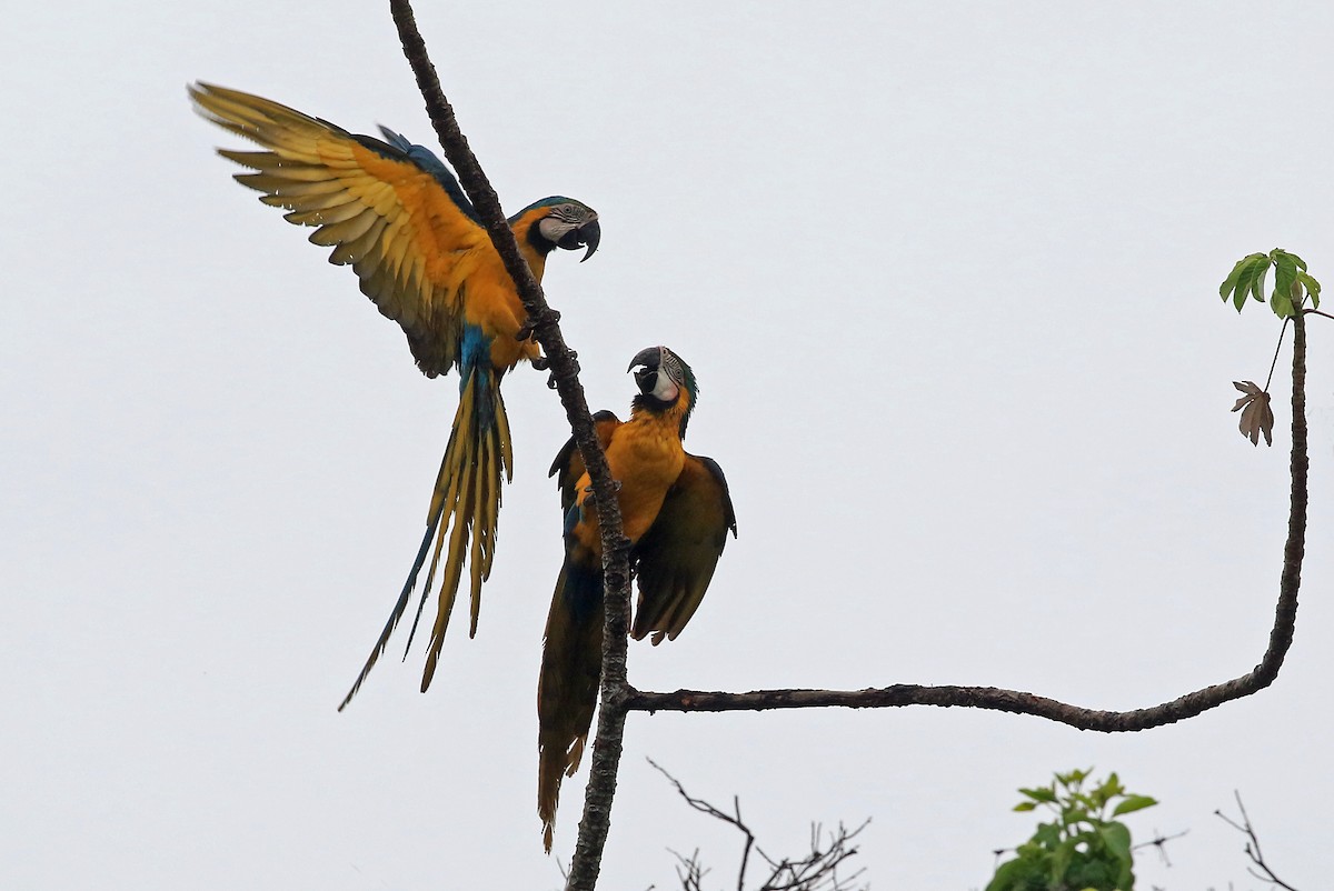 Blue-and-yellow Macaw - Phillip Edwards