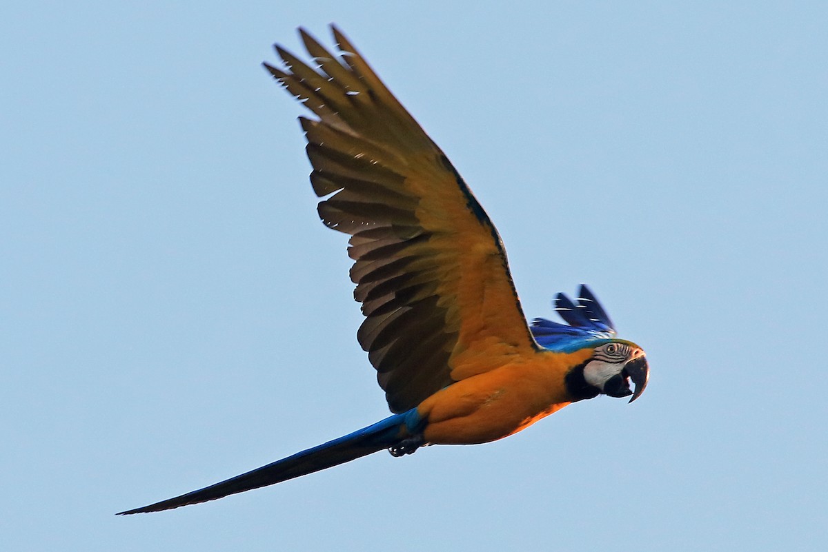 Blue-and-yellow Macaw - Phillip Edwards