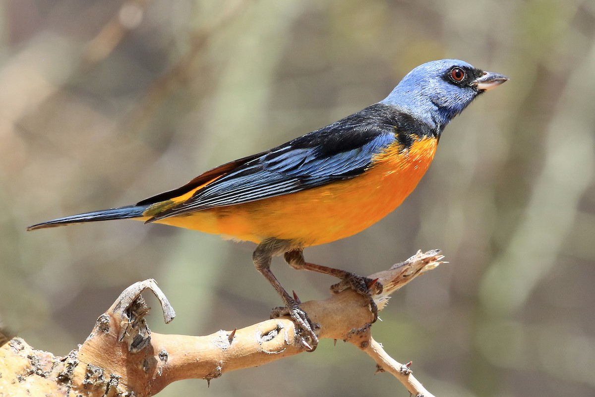 Blue-and-yellow Tanager (Blue-and-yellow) - Phillip Edwards
