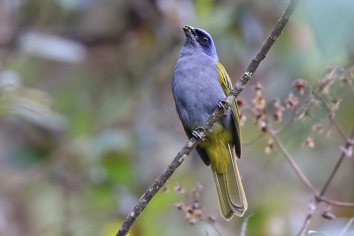 Blue-capped Tanager - ML204865051