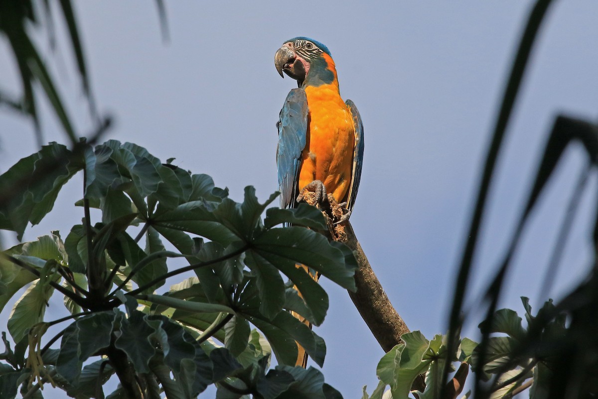 Blue-throated Macaw - ML204865071