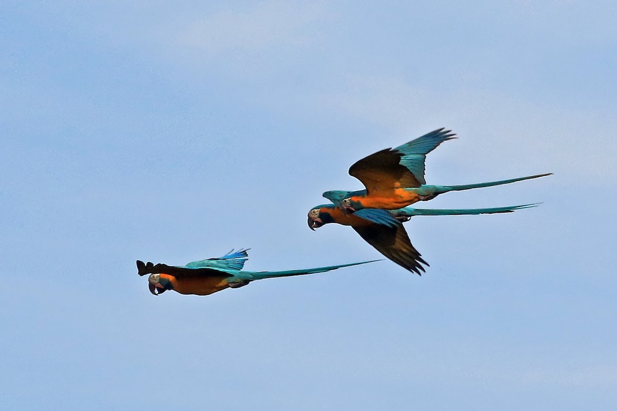 Blue-throated Macaw - Phillip Edwards
