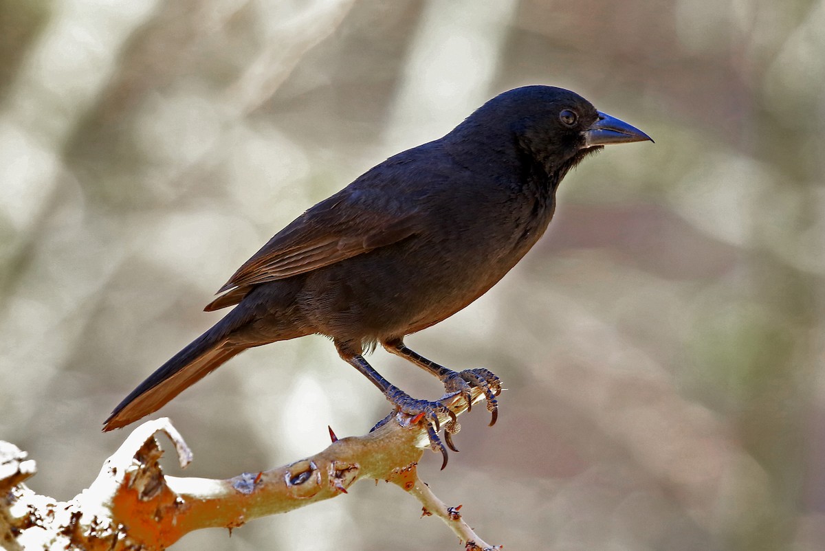 Bolivian Blackbird - ML204865091