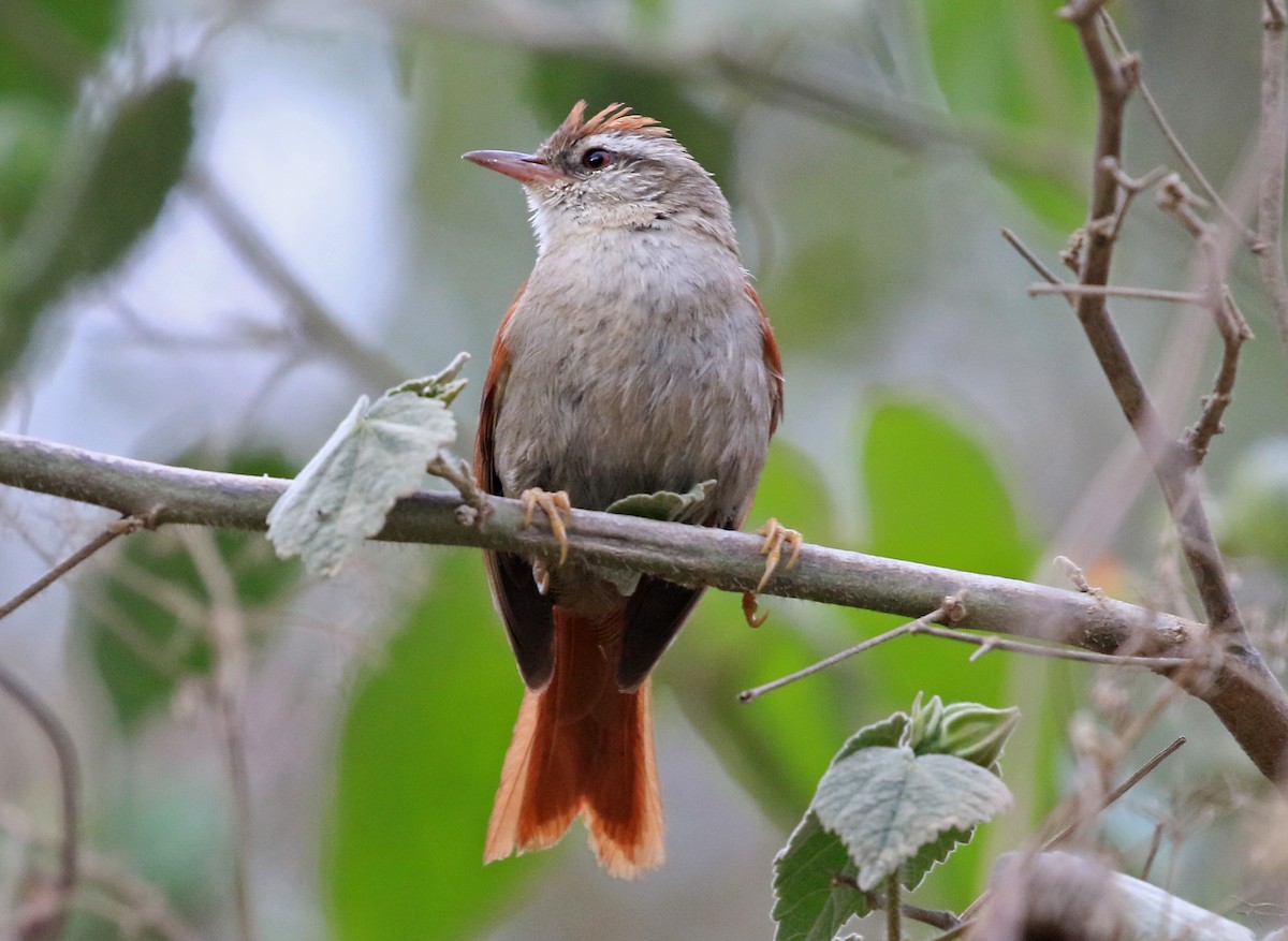 Bolivian Spinetail - ML204865141