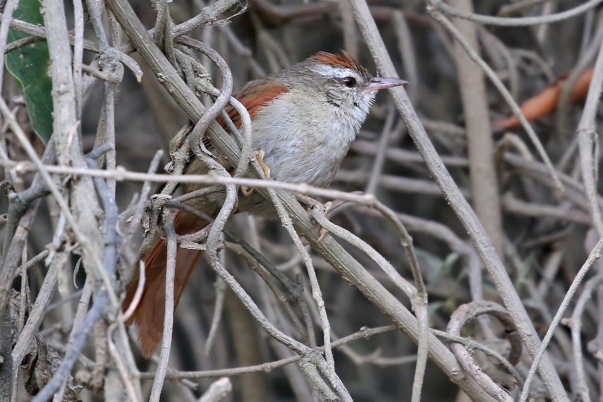 Bolivian Spinetail - ML204865151