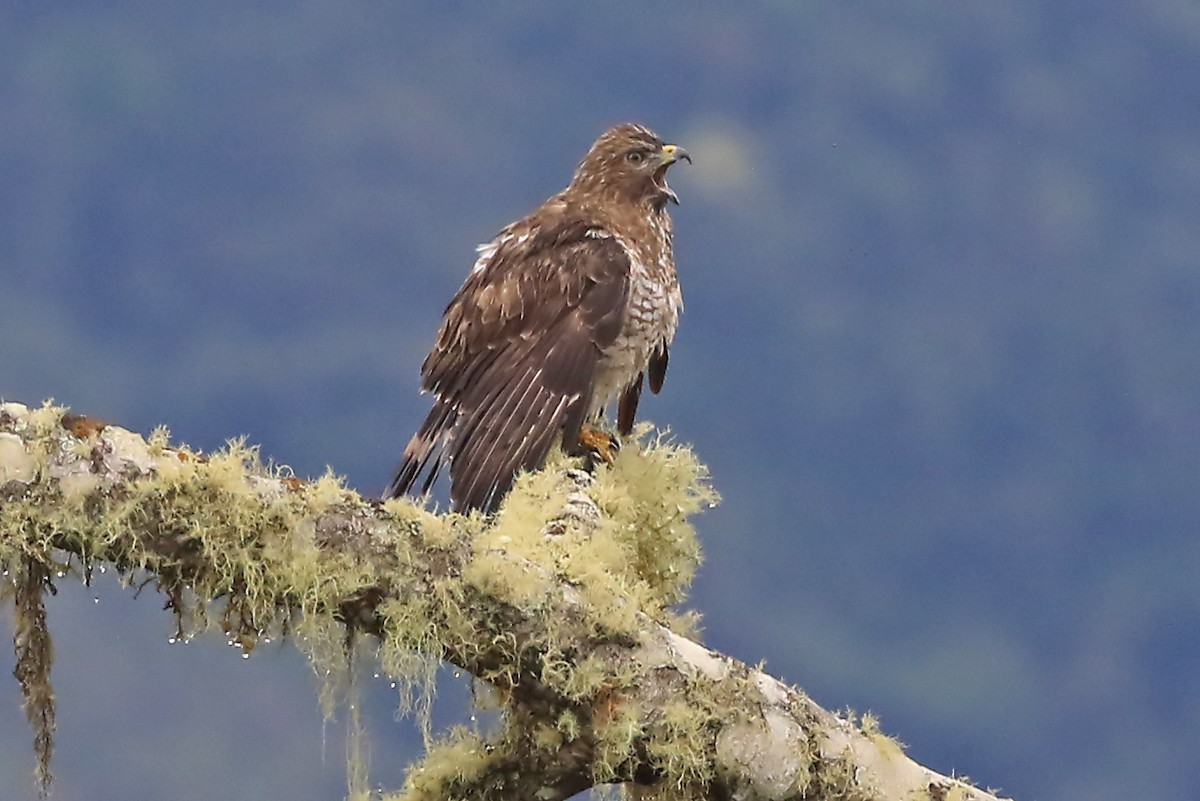 Broad-winged Hawk (Northern) - Phillip Edwards