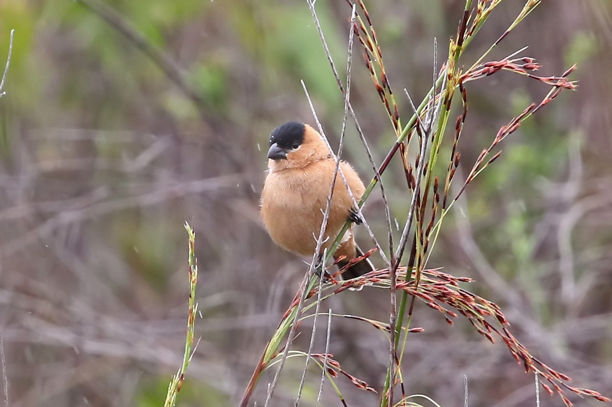 Copper Seedeater - ML204865531