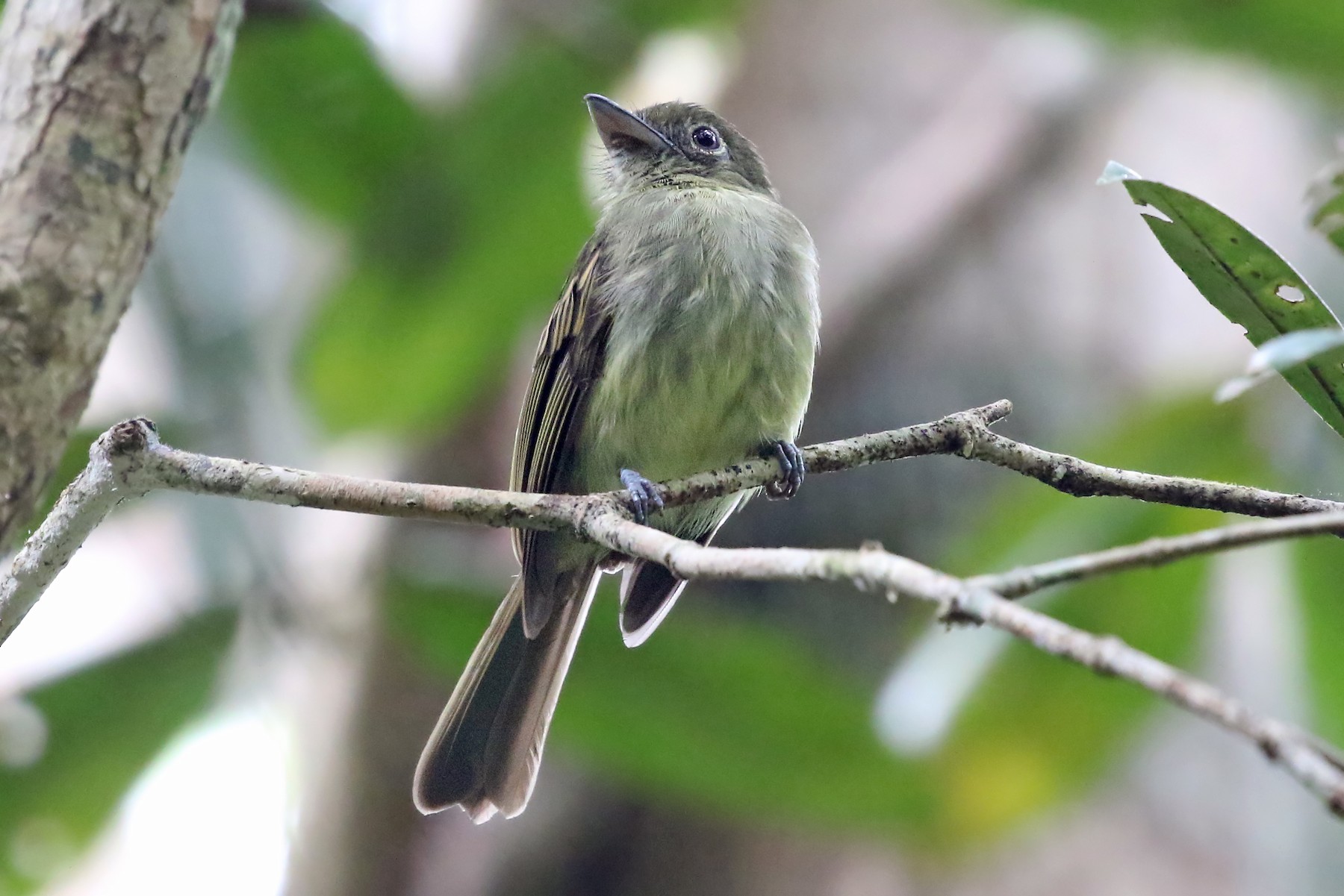 Olivaceous Flatbill (Eastern) - eBird