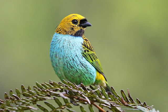 Gilt-edged Tanager - eBird