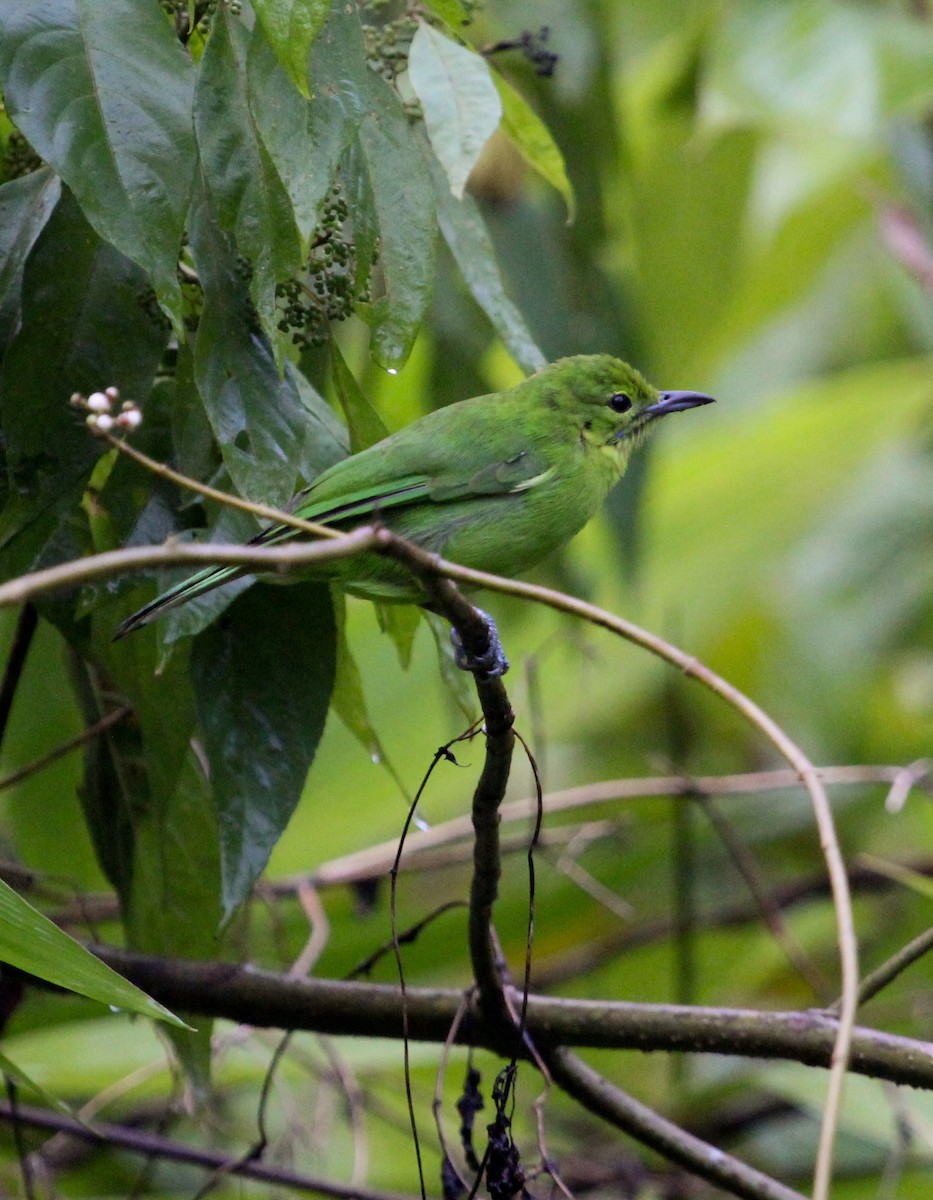 Lesser Green Leafbird - Luis Mario Arce