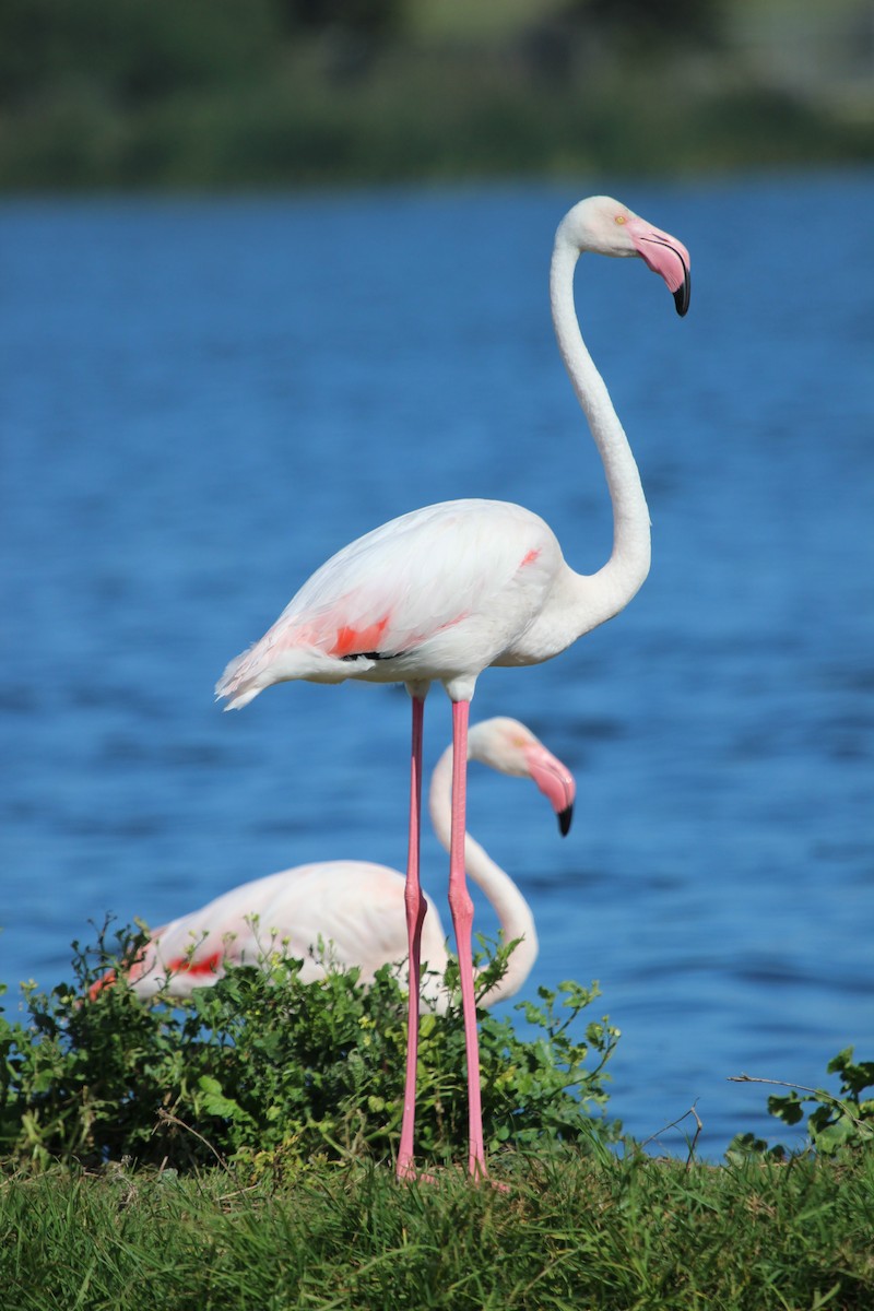 Greater Flamingo - ML204866211