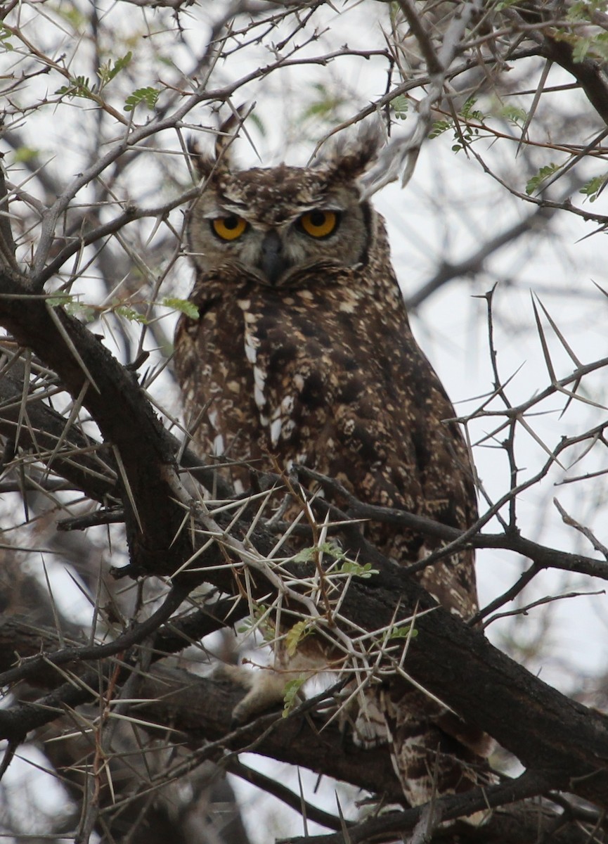Cape Eagle-Owl (Cape) - Luis Mario Arce