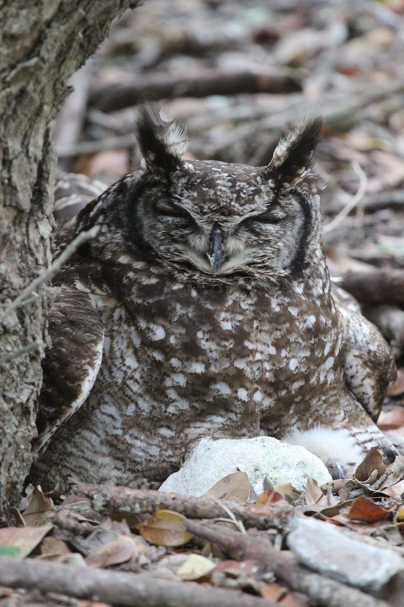 Spotted Eagle-Owl - Luis Mario Arce