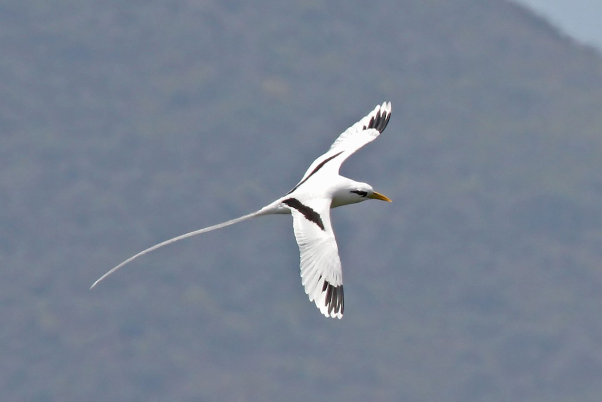 White-tailed Tropicbird (Indian Ocean) - Phillip Edwards