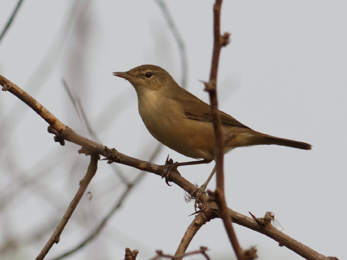 Booted Warbler - Able Lawrence