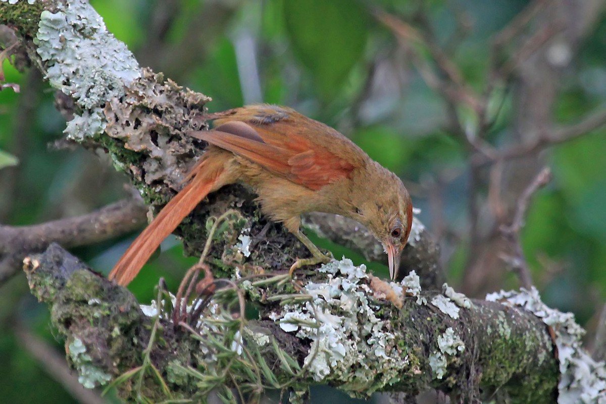 Ash-browed Spinetail - ML204866731