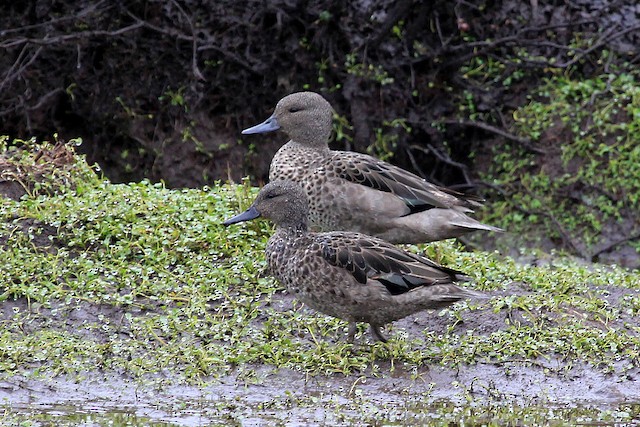 Andean Teal (Merida) - eBird