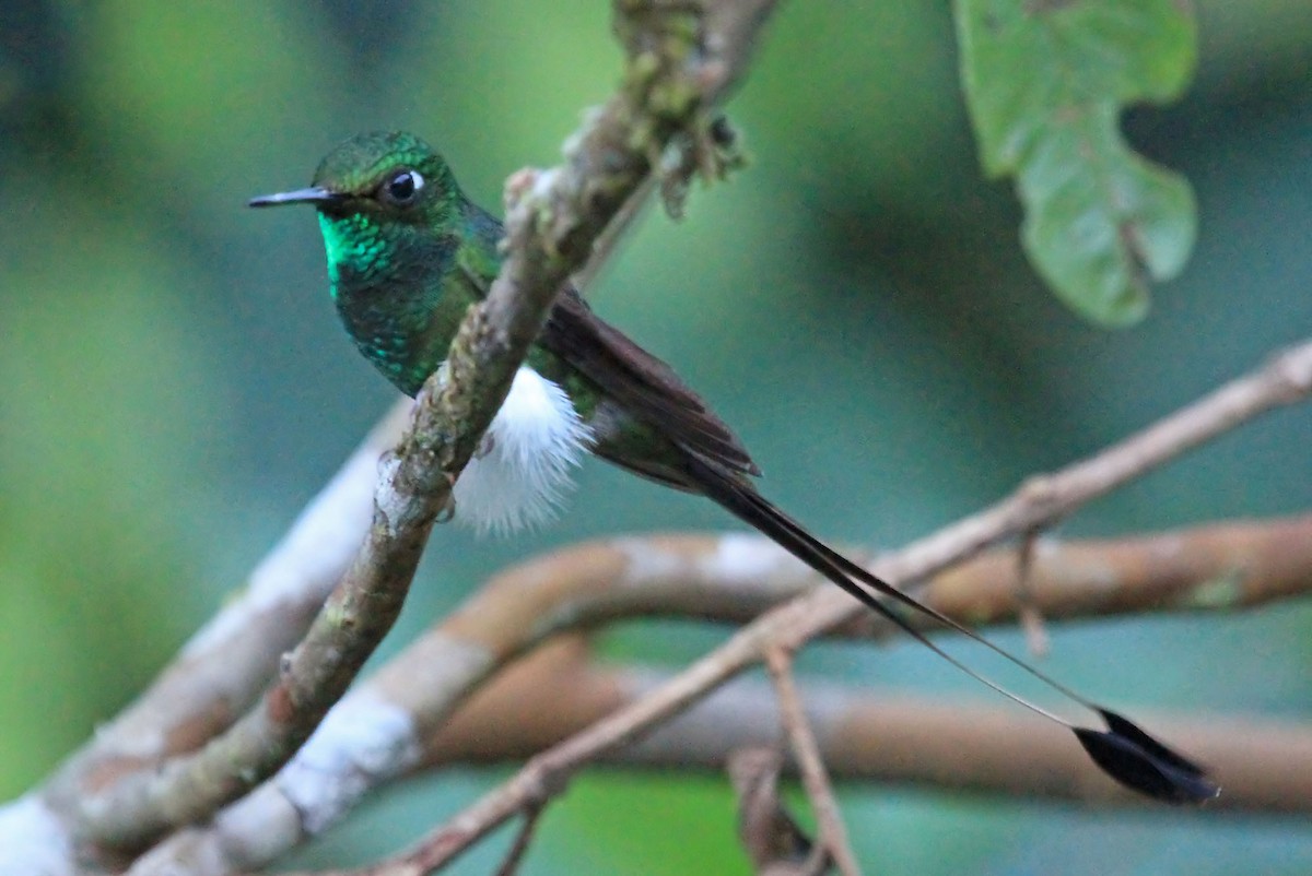 White-booted Racket-tail - Phillip Edwards
