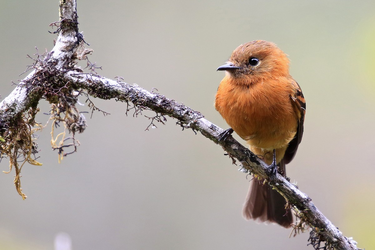 Cinnamon Flycatcher (Andean) - Phillip Edwards
