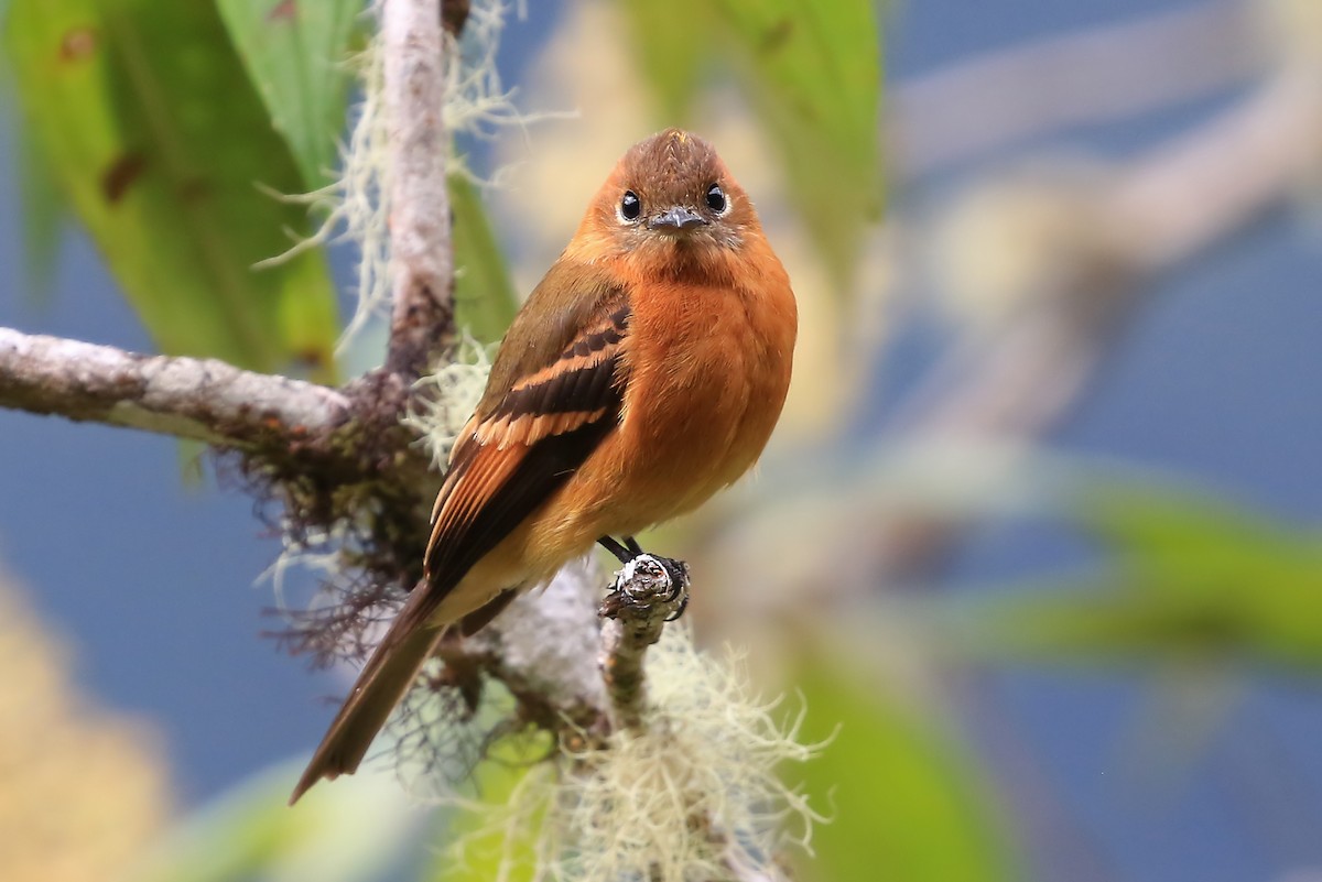 Cinnamon Flycatcher (Andean) - Phillip Edwards