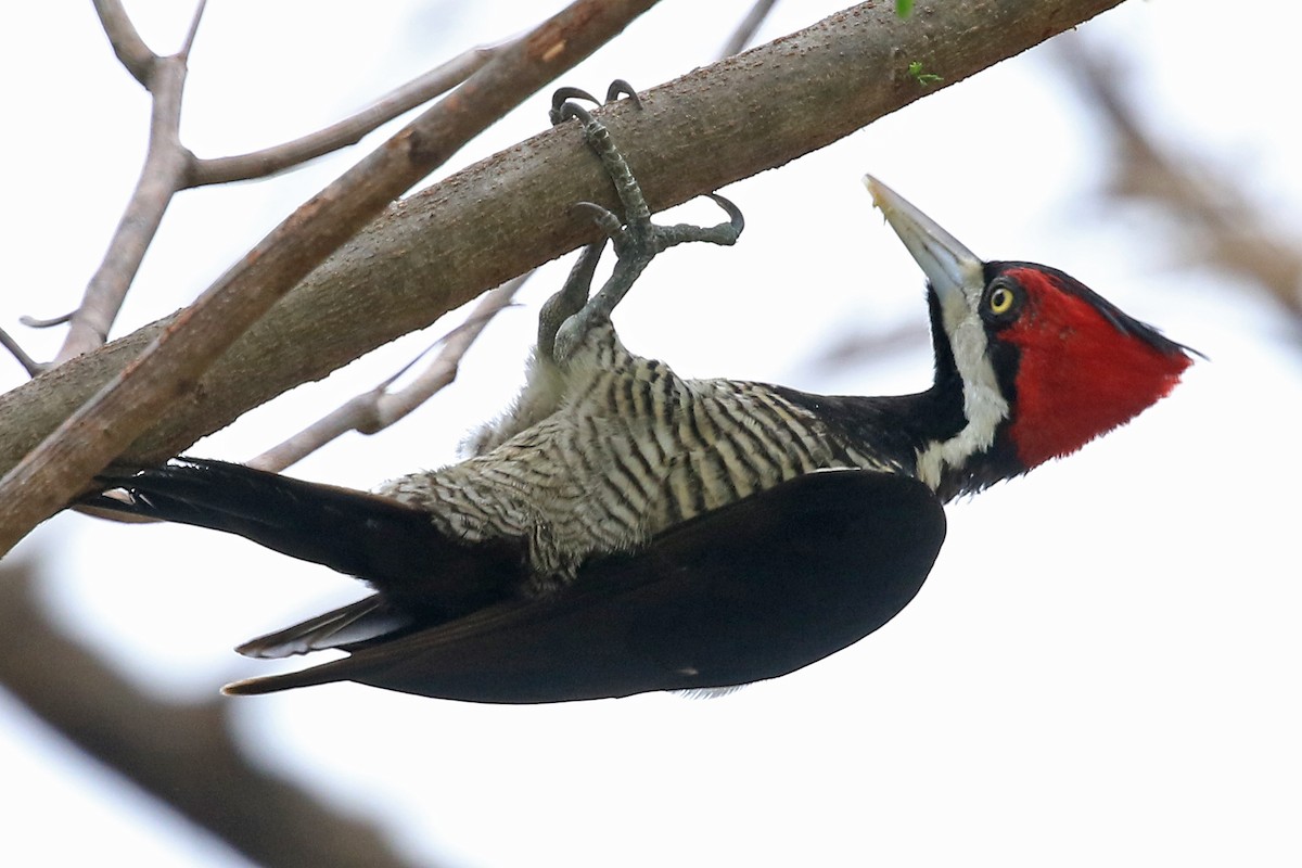 Crimson-crested Woodpecker - Phillip Edwards