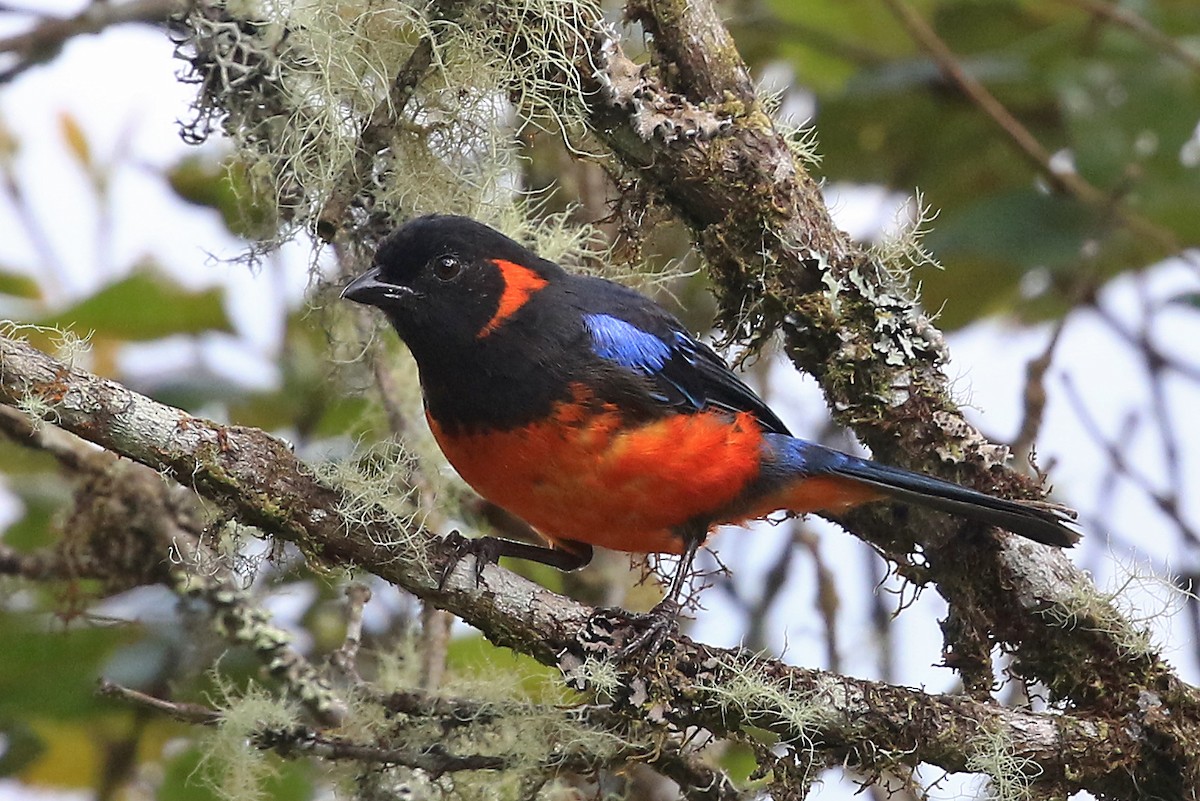 Scarlet-bellied Mountain Tanager (Fire-bellied) - Phillip Edwards