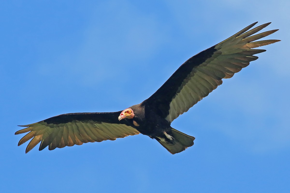 Lesser Yellow-headed Vulture - ML204867281