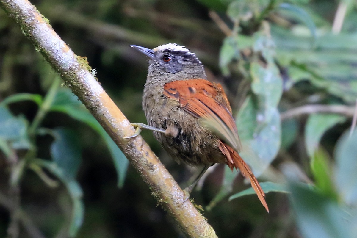 Light-crowned Spinetail (White-crowned) - ML204867291