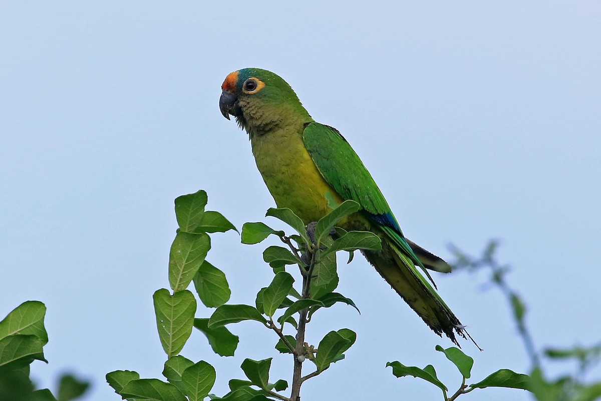 Peach-fronted Parakeet - Phillip Edwards