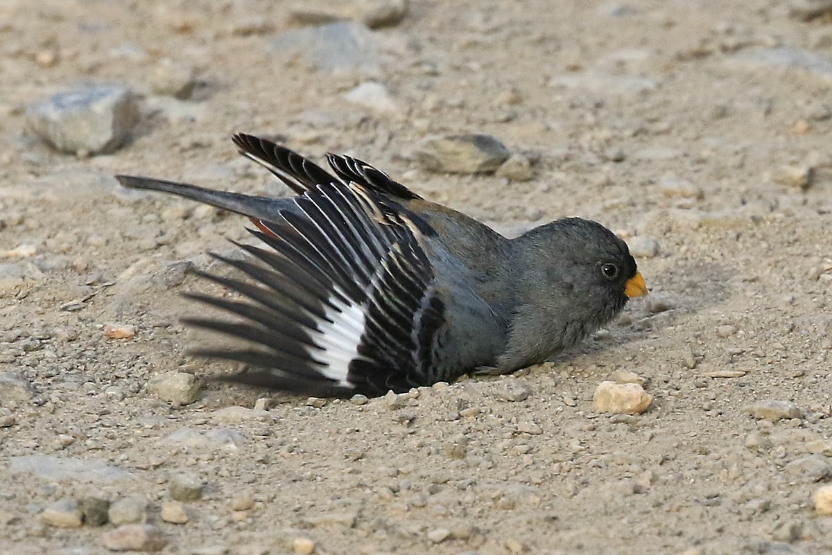 Band-tailed Seedeater - ML204867401