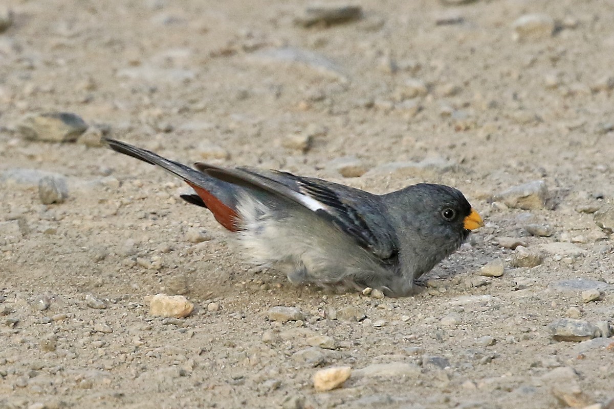 Band-tailed Seedeater - Phillip Edwards