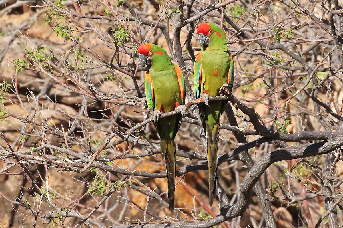 Red-fronted Macaw - ML204867501