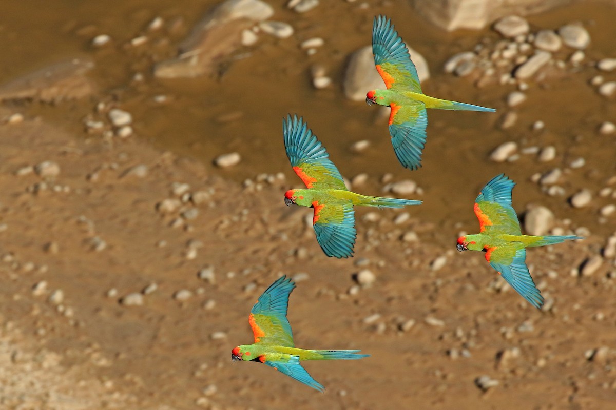 Red-fronted Macaw - ML204867511