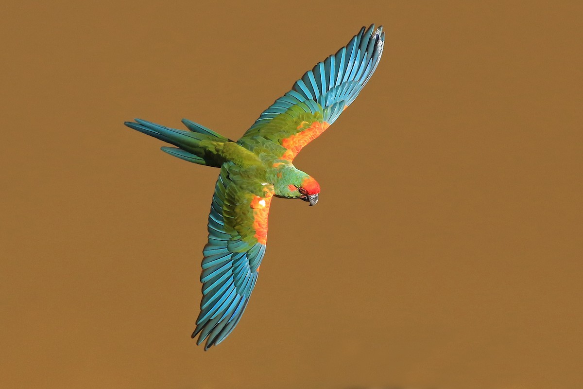 Red-fronted Macaw - ML204867521