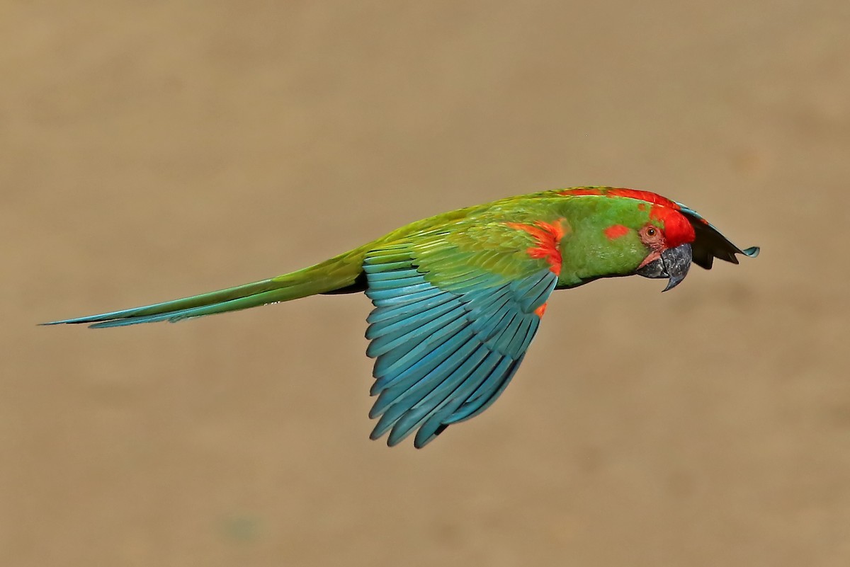 Red-fronted Macaw - Phillip Edwards