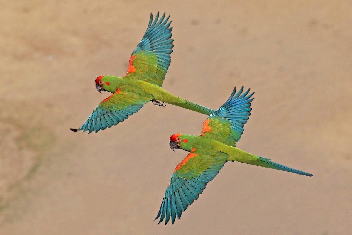 Red-fronted Macaw - Phillip Edwards