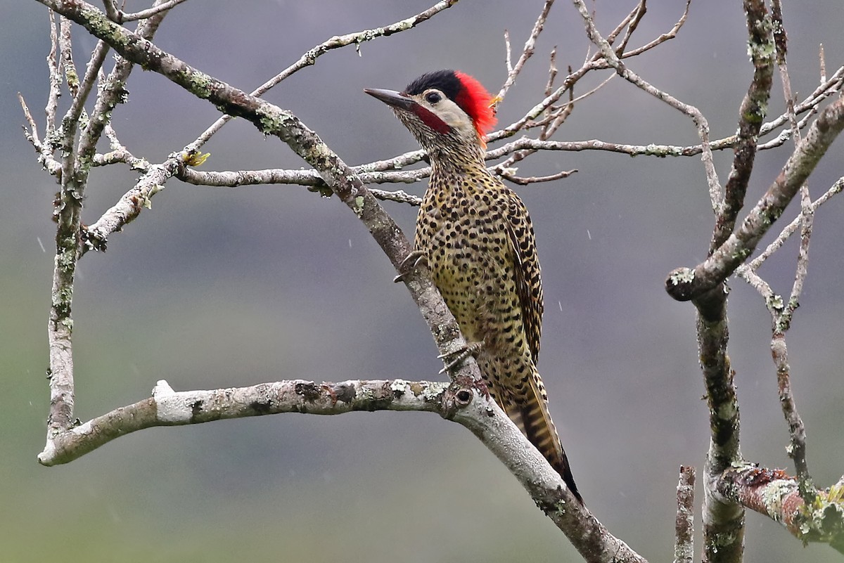 Green-barred Woodpecker (Green-barred) - ML204867621