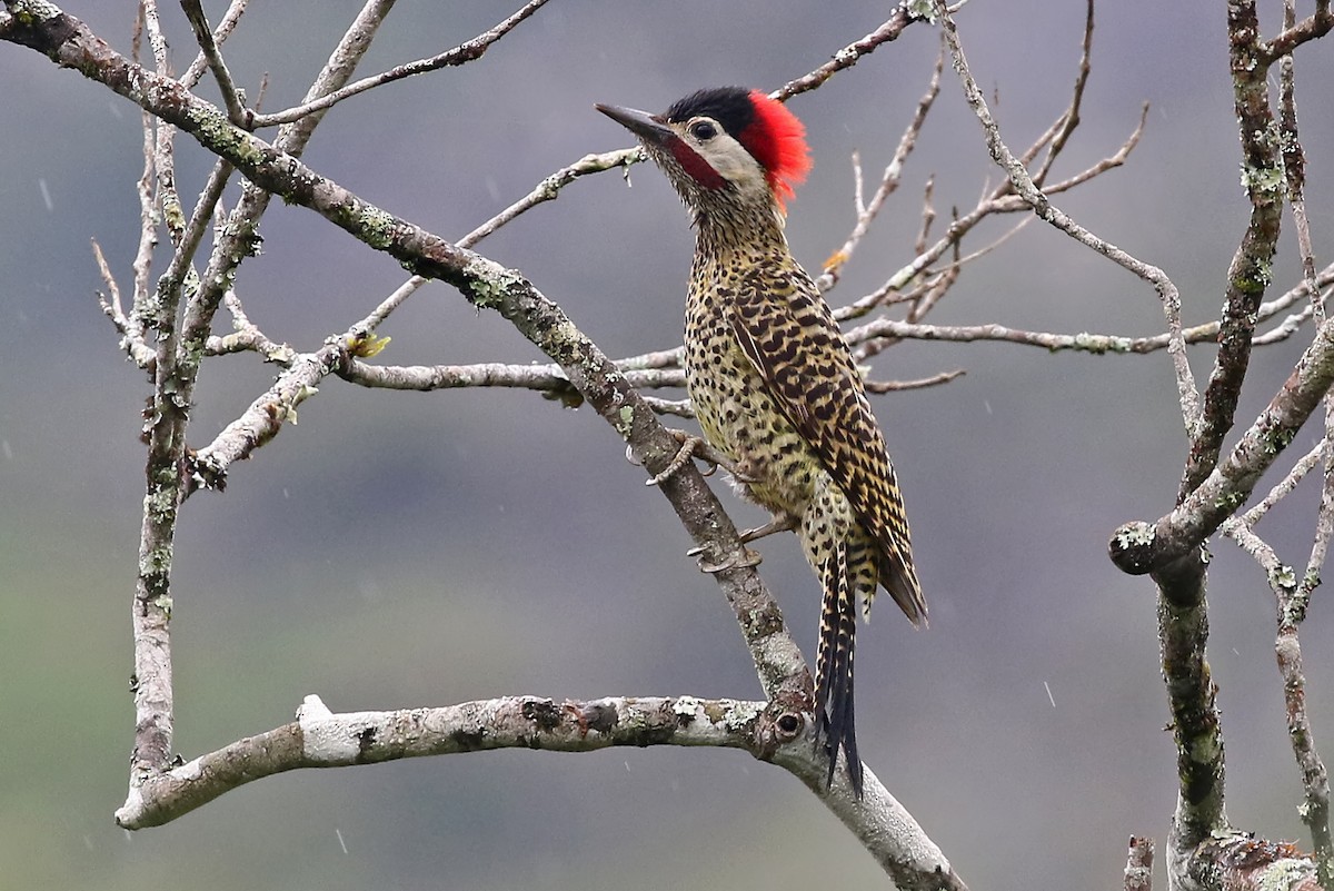 Green-barred Woodpecker (Green-barred) - ML204867631
