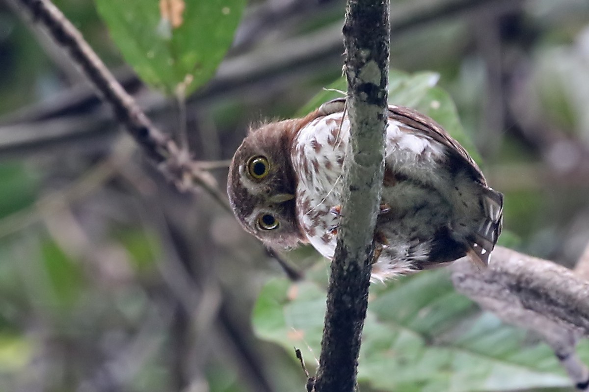 Least Pygmy-Owl - Phillip Edwards