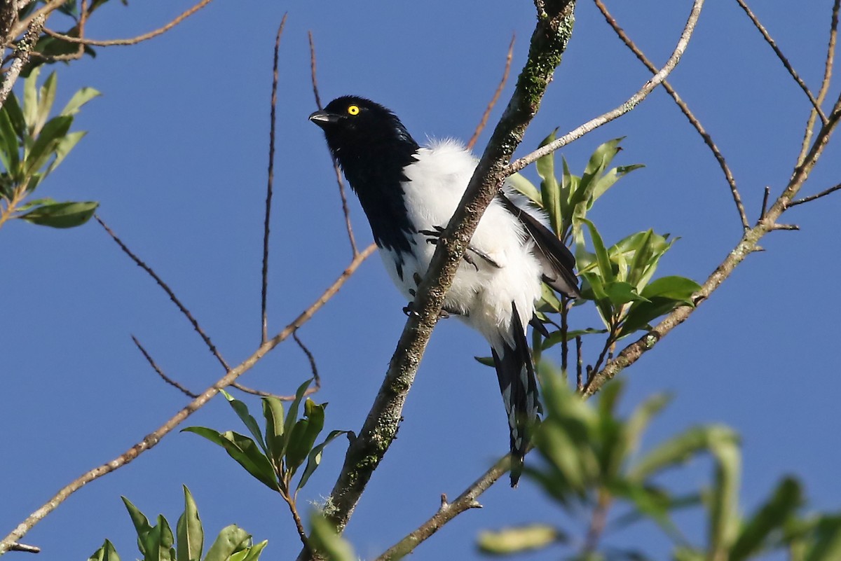 Magpie Tanager - Phillip Edwards