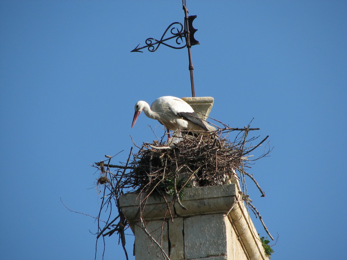 White Stork - Luis Mario Arce