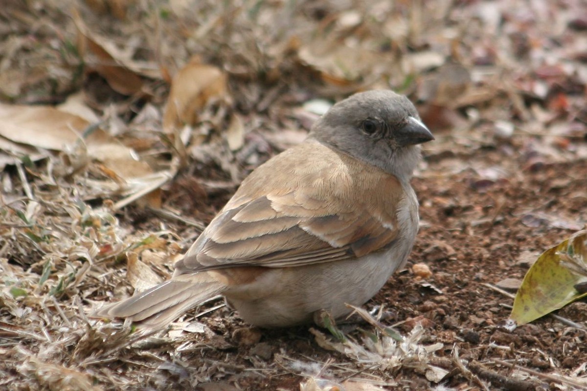 Southern Gray-headed Sparrow - ML204868621