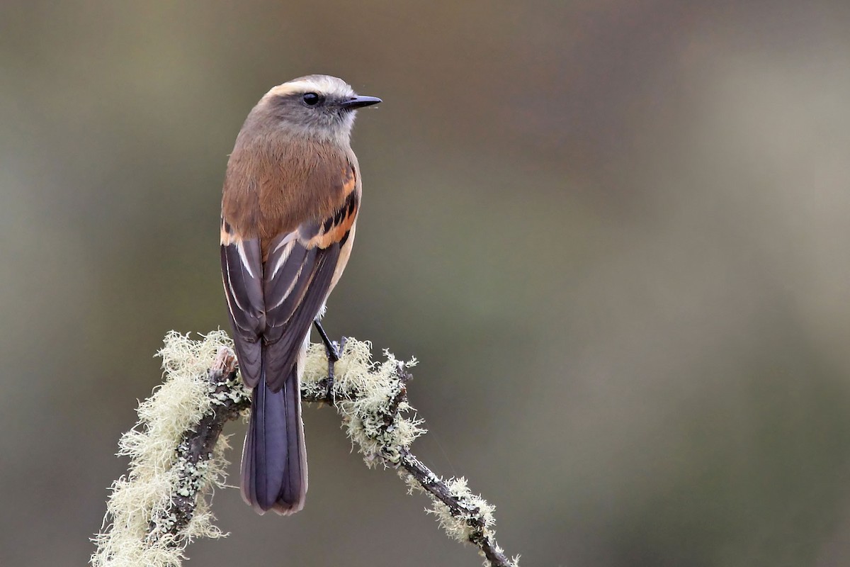 Brown-backed Chat-Tyrant - Phillip Edwards