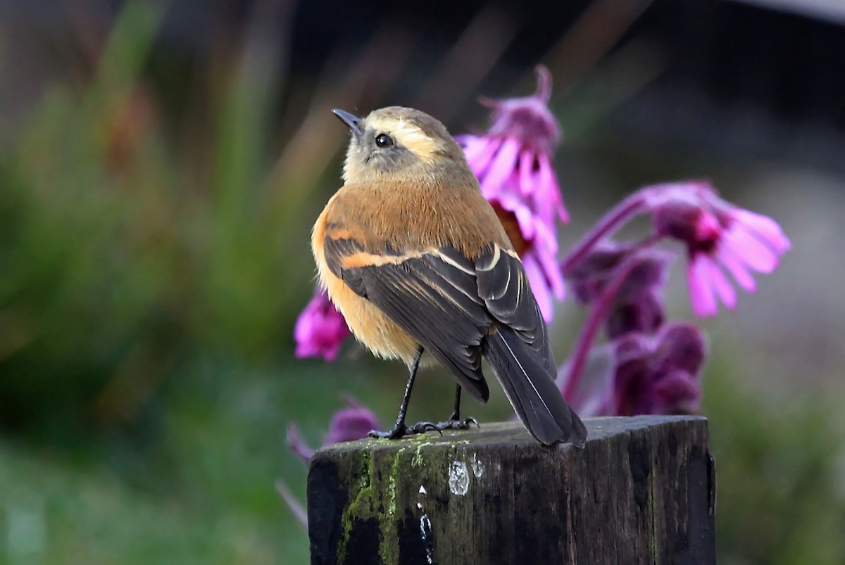 Brown-backed Chat-Tyrant - ML204868661