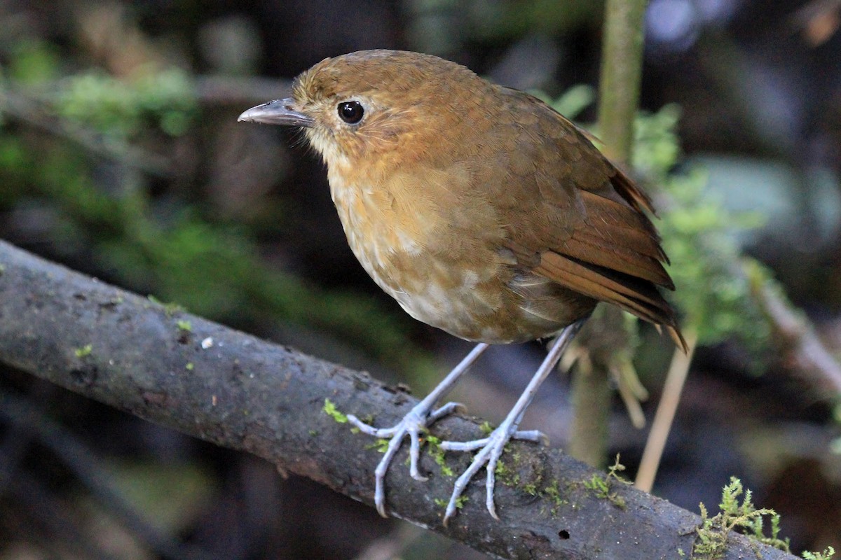Brown-banded Antpitta - Phillip Edwards